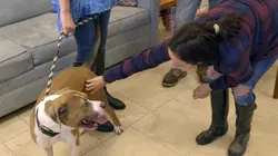 Pitbulls et prisonniers