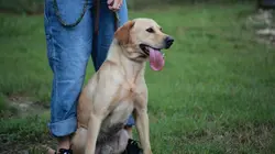 Pitbulls et prisonniers