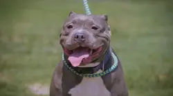 Pitbulls et prisonniers