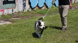 Pitbulls et prisonniers