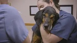 Pitbulls et prisonniers