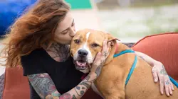 Pitbulls et prisonniers