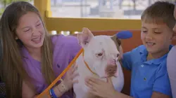 Pitbulls et prisonniers