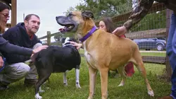 Pitbulls et prisonniers