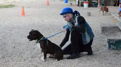 Pitbulls et prisonniers