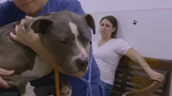 Pitbulls et prisonniers Événement inattendu