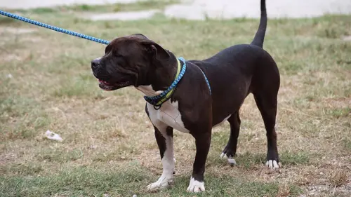 Pitbulls et prisonniers Événement inattendu