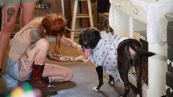 Pitbulls et prisonniers