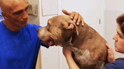 Pitbulls et prisonniers Chiens réunis