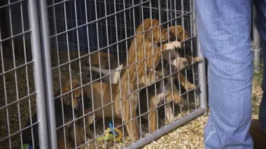 Pitbulls et prisonniers Le retour d'un frère