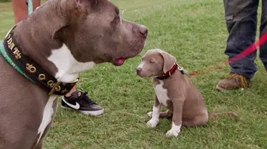 Pitbulls et prisonniers Un chiot à la maison