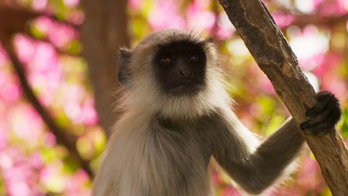 Planète animale 2