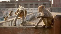 Planète animale 2 : Survivre