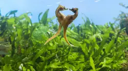 Planète animale, les jeux de l'amour