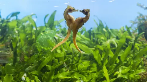 Planète animale, les jeux de l'amour