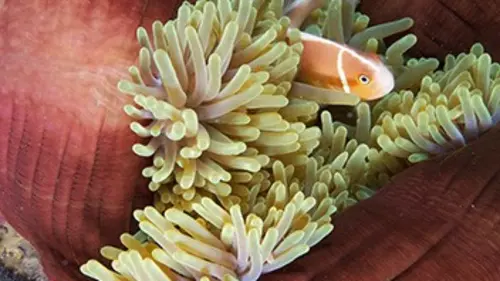 Planète : Attention danger S01E06 En eaux troubles