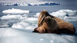 Planète bleue Les grandes profondeurs