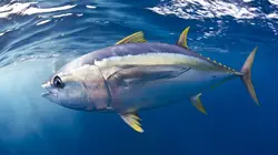 Planète bleue Le grand bleu