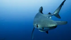 Planète bleue Le grand bleu