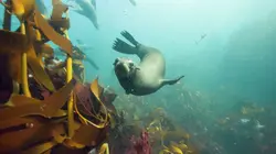 Planète bleue Les grandes profondeurs