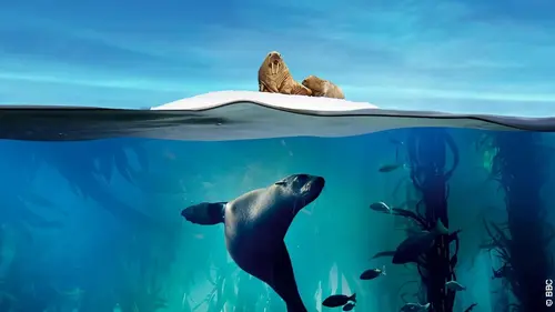 Planète bleue Le grand bleu