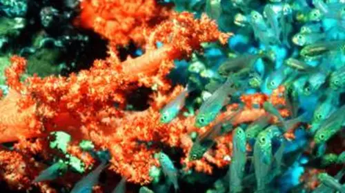 Planète bleue E03 Les mers de corail