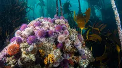 Planète bleue E01 Voyage au coeur des océans