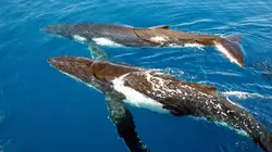 Planète bleue Le grand bleu