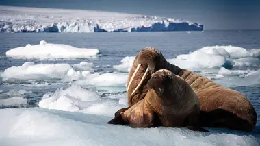 Planète bleue E01 Voyage au coeur des océans