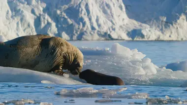 Planète bleue Un seul océan