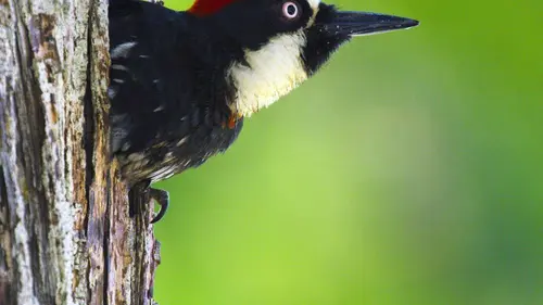 Planète Californie E02 Une biodiversité pionnière