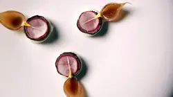 Visuel de Planète chefs