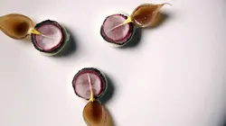 Planète chefs