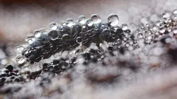 Planète collemboles, la vie secrète des sols