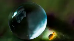 Planète collemboles, la vie secrète des sols