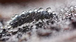 Planète collemboles, la vie secrète des sols