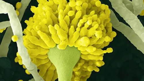 Planète corps E01 Sur la peau