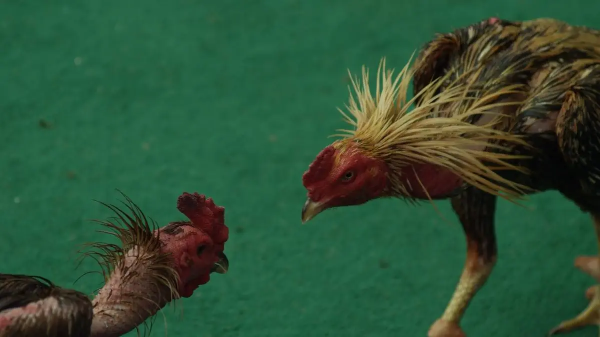 Planète des poules