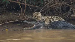 Planète hostile Au coeur de la jungle
