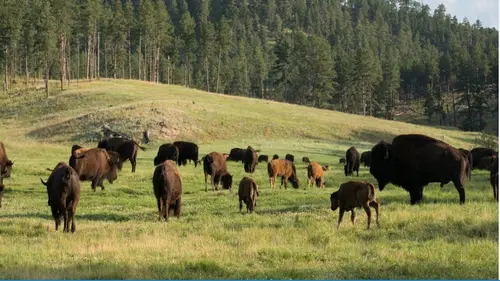 Planète hostile Les prairies en streaming