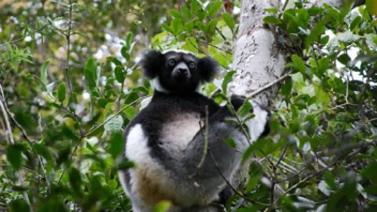 Planète mutante E01 Madagascar