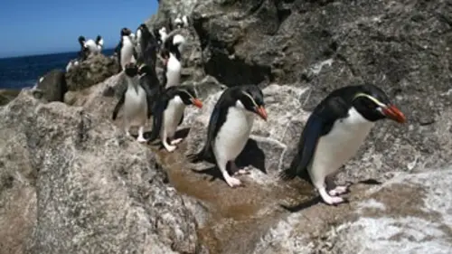 Planète mutante E04 Nouvelle-Zélande