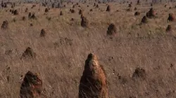 Visuel de Planète mutante