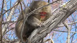 Visuel de Planète mutante