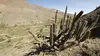 Planète sable Atacama, à la poursuite de l'eau