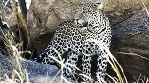 Planète safari S01E06 Sabi Sabi, la piste du léopard