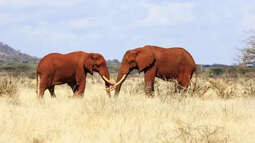Planète safari S02E01 Tsavo, la terre des éléphants rouges