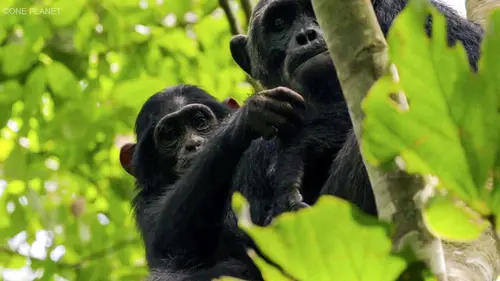 Planète safari S02E04 Murchison Falls : l'appel des chimpanzés