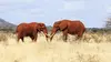 Planète safari S02E01 Tsavo, la terre des éléphants rouges (2018)