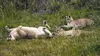 Planète safari S02E02 Torres del Paine : le sanctuaire des derniers pumas (2018)